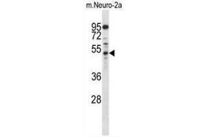 Western blot analysis in mouse Neuro-2a cell line lysates (35µg/lane) using AP2M1 Antibody (C-term) Cat.