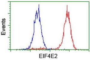 Image no. 6 for anti-Eukaryotic Translation Initiation Factor 4E Family Member 2 (EIF4E2) antibody (ABIN1497992) (EIF4E2 Antikörper)