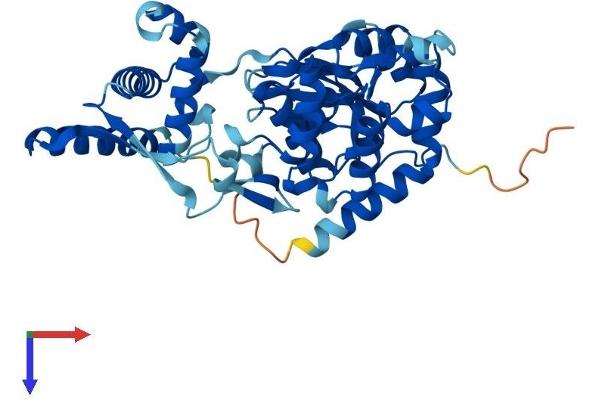 SPO11 Protein (AA 1-396) (His tag)