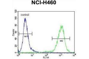 Flow cytometric analysis of NCI-H460 cells (right histogram) compared to a negative control cell (left histogram) using MIER2  Antibody (N-term), followed by FITC-conjugated goat-anti-rabbit secondary antibodies. (MIER2 Antikörper  (N-Term))