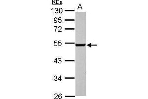 WB Image Sample (50 ug of whole cell lysate) A: mouse brain 10% SDS PAGE antibody diluted at 1:3000 (EDNRB Antikörper  (N-Term))