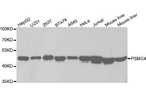 Western blot analysis of extracts of various cell lines, using PSMC4 antibody.