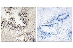Immunohistochemistry (IHC) image for anti-Mitochondrial Ribosomal Protein S36 (MRPS36) (N-Term) antibody (ABIN1851567) (MRPS36 Antikörper  (N-Term))