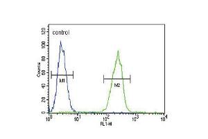 Flow cytometric analysis of MDA-MB231 cells (right histogram) compared to a negative control cell (left histogram). (SERPINA7 Antikörper  (C-Term))