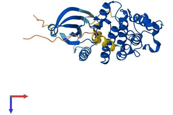 CDK6 Protein (AA 1-326) (His tag)