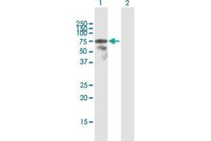 Western Blot analysis of LCP2 expression in transfected 293T cell line by LCP2 MaxPab polyclonal antibody.