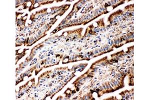 IHC-F testing of BiP antibody and rat intestine tissue