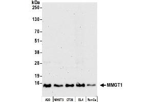 Western Blotting (WB) image for anti-Membrane Magnesium Transporter 1 (MMGT1) (AA 81-131) antibody (ABIN7452827) (MMGT1 Antikörper  (AA 81-131))