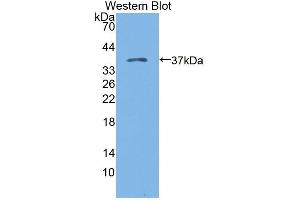 Western blot analysis of the recombinant protein. (Kazald1 Antikörper  (AA 31-304))