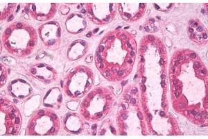 Image no. 2 for anti-C-Type Lectin Domain Family 11, Member A (CLEC11A) antibody (ABIN1500820)