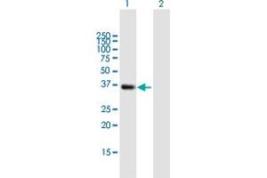Western Blot analysis of SMN2 expression in transfected 293T cell line by SMN2 MaxPab polyclonal antibody.