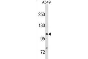Western Blotting (WB) image for anti-Gem (Nuclear Organelle) Associated Protein 4 (GEMIN4) antibody (ABIN3001360) (GEMIN4 Antikörper)