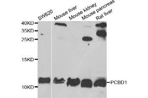 Western blot analysis of extracts of various cell lines, using PCBD1 antibody. (PCBD1 Antikörper)