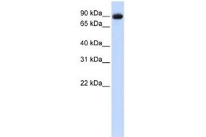 POSTN antibody used at 1 ug/ml to detect target protein. (Periostin Antikörper  (Middle Region))