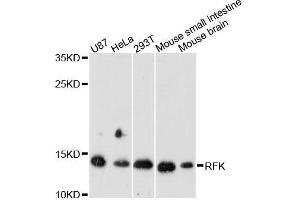 Western blot analysis of extracts of various cell lines, using RFK antibody (ABIN5996702) at 1:3000 dilution. (Riboflavin Kinase Antikörper)