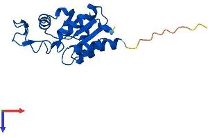 MDP1 Protein (AA 1-176) (His tag)