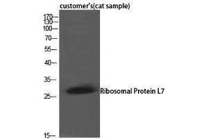 Western Blotting (WB) image for anti-Ribosomal Protein L7 (RPL7) (C-Term) antibody (ABIN3186787)