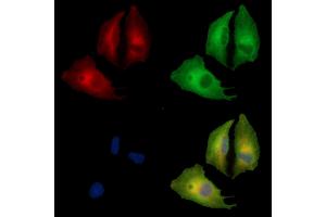 ABIN7095165 and ABIN7099221 staining  cells by IF/ICC. (SLC38A4 Antikörper)