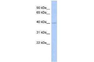 WB Suggested Anti-COQ2 Antibody Titration:  0. (COQ2 Antikörper  (Middle Region))