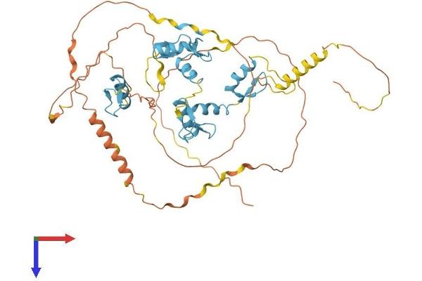 MAZ Protein (AA 1-477) (His tag)
