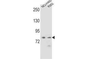 Western blot analysis in NCI-H460,K562 cell line lysates (35ug/lane) using PCDHA9 Antibody (N-term). (PCDHA9 Antikörper  (N-Term))