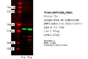Western Blotting (WB) image for anti-Transcription Factor A, Mitochondrial (TFAM) (N-Term) antibody (ABIN2777277)