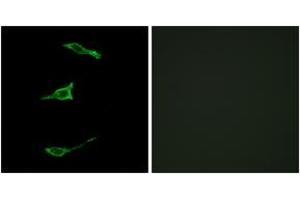 Immunofluorescence (IF) image for anti-Free Fatty Acid Receptor 1 (FFAR1) (AA 185-234) antibody (ABIN2890821) (FFAR1 Antikörper  (AA 185-234))