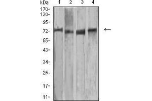 Western blot analysis using MMP2 mouse mAb against MCF-7 (1), Raw264.