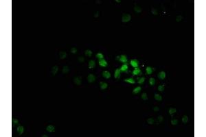Immunofluorescence staining of Hela cells with ABIN7165725 at 1:100, counter-stained with DAPI.