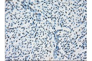 Immunohistochemical staining of paraffin-embedded pancreas tissue using anti-PORmouse monoclonal antibody. (POR Antikörper)