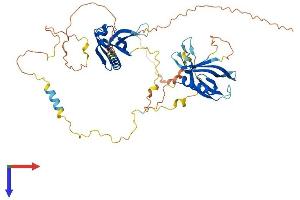 DOK1 Protein (AA 1-481) (His tag)