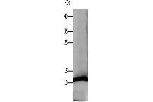Western Blotting (WB) image for anti-Defensin, alpha 1 (DEFA1) antibody (ABIN2425767) (alpha Defensin 1 Antikörper)