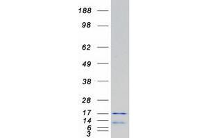 Western Blotting (WB) image for H2A Histone Family, Member V (H2AFV) (Transcript Variant 1) protein (Myc-DYKDDDDK Tag) (ABIN2722804)
