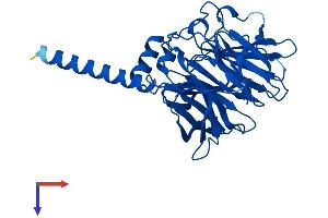 PON2 Protein (AA 1-354) (His tag)