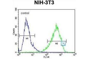 Flow cytometric analysis of NIH-3T3 cells using HOMEZ Antibody (N-term) Cat.