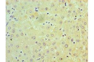 Immunohistochemistry of paraffin-embedded human liver tissue using ABIN7160933 at dilution of 1:100 (NDUFB7 Antikörper  (AA 2-137))
