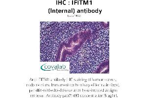 Image no. 2 for anti-Interferon-Induced Transmembrane Protein 1 (IFITM1) (Internal Region) antibody (ABIN1735772) (IFITM1 Antikörper  (Internal Region))