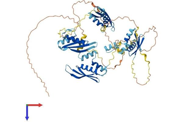 Double-stranded RNA-binding protein Staufen homolog 2 (STAU2) (AA 1-570) protein (His tag)