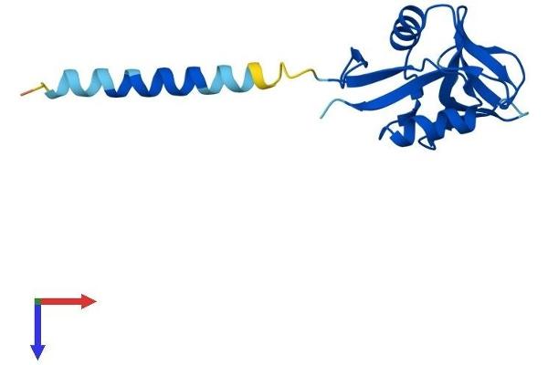 CLEC2B Protein (AA 1-149) (His tag)