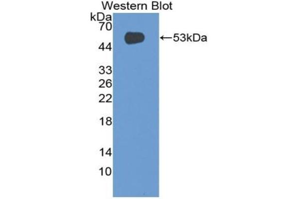CD42a antibody  (AA 1-189)