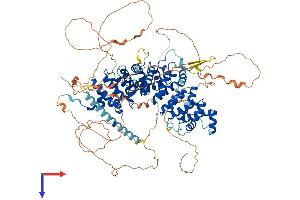 CTNND1 Protein (AA 1-968) (His tag)