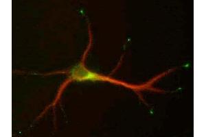 Cultured hippocampal neurons (9 DIV) double- Stained for MAP2 (red), L5/1 (green). (STMN2 Antikörper  (C-Term))