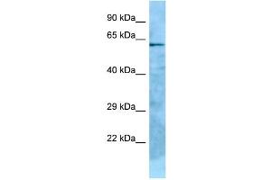 WB Suggested Anti-GPC2 Antibody Titration: 1. (GPC2 Antikörper  (C-Term))