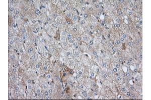 Immunohistochemical staining of paraffin-embedded Human liver tissue using anti-SNX9 mouse monoclonal antibody. (SNX9 Antikörper)