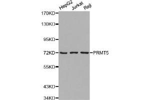 Western blot analysis of extracts of various cell lines, using PRMT5 antibody (ABIN5971275). (PRMT5 Antikörper)