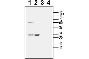 Western blot analysis of mouse brain lysate (lanes 1 and 3) and rat brain lysate (lanes 2 and 4):1-2. (CD9 Antikörper  (Extracellular))