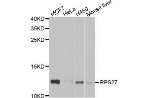 Western blot analysis of extracts of various cell lines, using RPS27 antibody (ABIN5974067) at 1/1000 dilution. (RPS27 Antikörper)