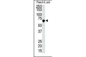 Western blot analysis of PIAS3 Antibody (C-term) (ABIN1882115 and ABIN2845677) in PIAS3 cell line lysate (35 μg/lane). (PIAS3 Antikörper  (AA 588-619))