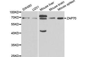Western blot analysis of extracts of various cell lines, using ZAP70 antibody. (ZAP70 Antikörper)