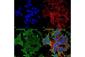 Immunocytochemistry/Immunofluorescence analysis using Mouse Anti-TASK1 Potassium Channel Monoclonal Antibody, Clone S374-48 .